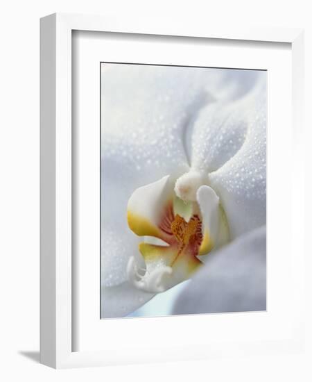 Close Up of Center of White Orchid with Yellow Center-null-Framed Photographic Print