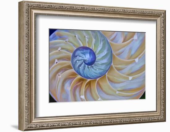 Close-Up of Chambered Nautilus Cut in Half, Oregon, USA-Jaynes Gallery-Framed Photographic Print