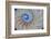 Close-Up of Chambered Nautilus Cut in Half, Oregon, USA-Jaynes Gallery-Framed Photographic Print