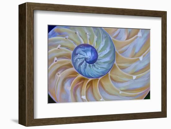 Close-Up of Chambered Nautilus Cut in Half, Oregon, USA-Jaynes Gallery-Framed Photographic Print