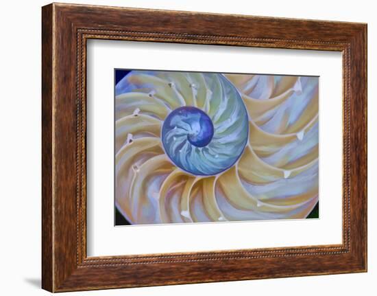 Close-Up of Chambered Nautilus Cut in Half, Oregon, USA-Jaynes Gallery-Framed Photographic Print