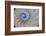 Close-Up of Chambered Nautilus Cut in Half, Oregon, USA-Jaynes Gallery-Framed Photographic Print