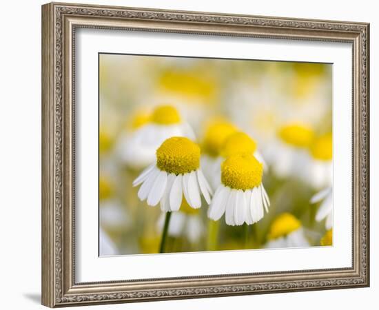 Close Up of Chamomile, Hortobagy National Park in Spring. Hungary-Martin Zwick-Framed Photographic Print