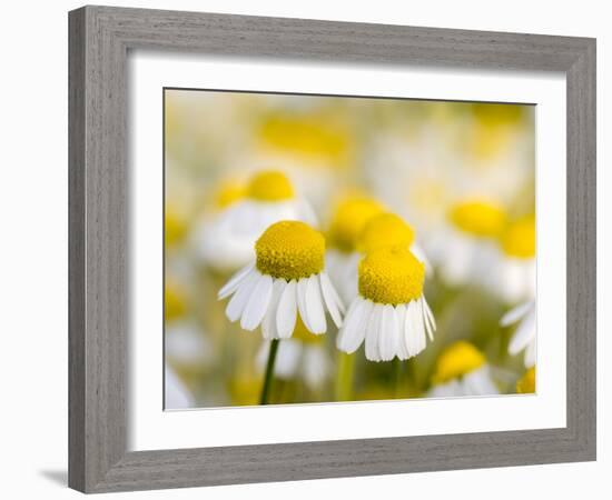 Close Up of Chamomile, Hortobagy National Park in Spring. Hungary-Martin Zwick-Framed Photographic Print