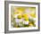 Close Up of Chamomile, Hortobagy National Park in Spring. Hungary-Martin Zwick-Framed Photographic Print