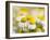 Close Up of Chamomile, Hortobagy National Park in Spring. Hungary-Martin Zwick-Framed Photographic Print