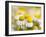 Close Up of Chamomile, Hortobagy National Park in Spring. Hungary-Martin Zwick-Framed Photographic Print