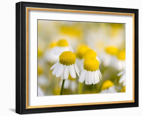 Close Up of Chamomile, Hortobagy National Park in Spring. Hungary-Martin Zwick-Framed Photographic Print