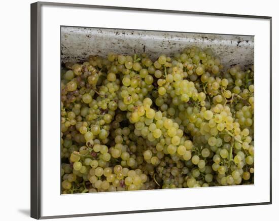 Close-up of Chardonnay grapes, Church Road Tom Chardonnay, Hawke's Bay, Hastings, North Island,...-null-Framed Photographic Print