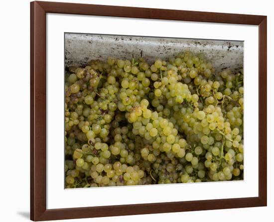 Close-up of Chardonnay grapes, Church Road Tom Chardonnay, Hawke's Bay, Hastings, North Island,...-null-Framed Photographic Print