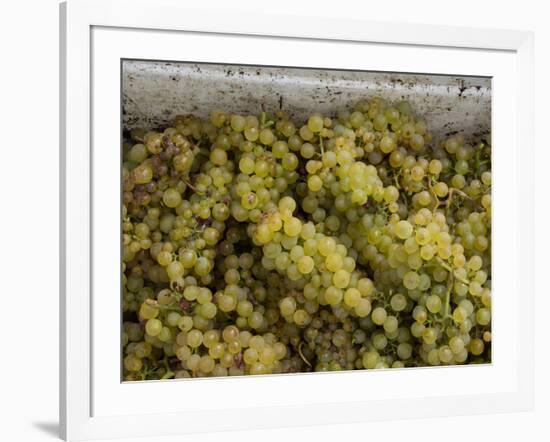 Close-up of Chardonnay grapes, Church Road Tom Chardonnay, Hawke's Bay, Hastings, North Island,...-null-Framed Photographic Print