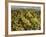 Close-up of Chardonnay grapes, Church Road Tom Chardonnay, Hawke's Bay, Hastings, North Island,...-null-Framed Photographic Print