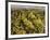 Close-up of Chardonnay grapes, Church Road Tom Chardonnay, Hawke's Bay, Hastings, North Island,...-null-Framed Photographic Print