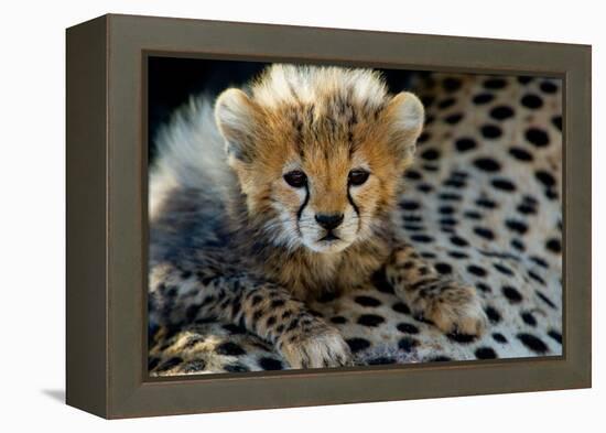 Close-Up of Cheetah (Acinonyx Jubatus) Cub, Ndutu, Ngorongoro Conservation Area, Tanzania-null-Framed Stretched Canvas