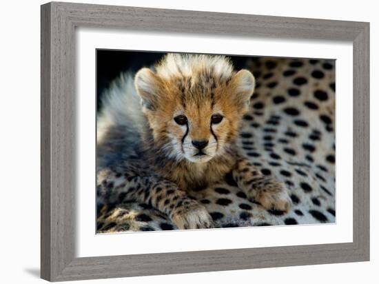 Close-Up of Cheetah (Acinonyx Jubatus) Cub, Ndutu, Ngorongoro Conservation Area, Tanzania-null-Framed Photographic Print