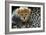 Close-Up of Cheetah (Acinonyx Jubatus) Cub, Ndutu, Ngorongoro Conservation Area, Tanzania-null-Framed Photographic Print