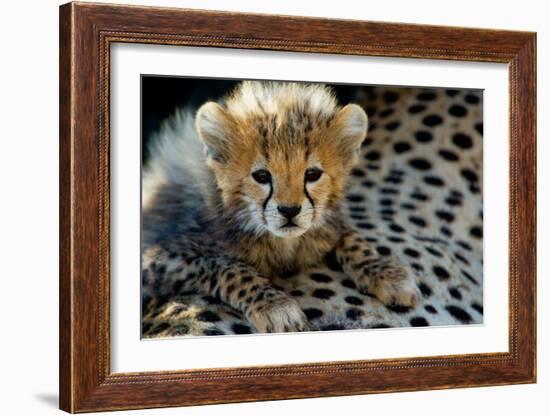 Close-Up of Cheetah (Acinonyx Jubatus) Cub, Ndutu, Ngorongoro Conservation Area, Tanzania-null-Framed Photographic Print