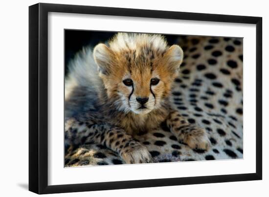 Close-Up of Cheetah (Acinonyx Jubatus) Cub, Ndutu, Ngorongoro Conservation Area, Tanzania-null-Framed Photographic Print