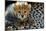 Close-Up of Cheetah (Acinonyx Jubatus) Cub, Ndutu, Ngorongoro Conservation Area, Tanzania-null-Mounted Photographic Print