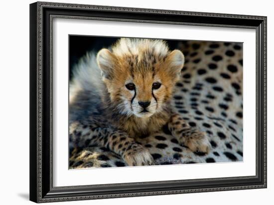 Close-Up of Cheetah (Acinonyx Jubatus) Cub, Ndutu, Ngorongoro Conservation Area, Tanzania-null-Framed Photographic Print