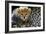 Close-Up of Cheetah (Acinonyx Jubatus) Cub, Ndutu, Ngorongoro Conservation Area, Tanzania-null-Framed Photographic Print