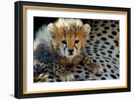 Close-Up of Cheetah (Acinonyx Jubatus) Cub, Ndutu, Ngorongoro Conservation Area, Tanzania-null-Framed Photographic Print