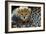 Close-Up of Cheetah (Acinonyx Jubatus) Cub, Ndutu, Ngorongoro Conservation Area, Tanzania-null-Framed Photographic Print