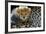 Close-Up of Cheetah (Acinonyx Jubatus) Cub, Ndutu, Ngorongoro Conservation Area, Tanzania-null-Framed Photographic Print