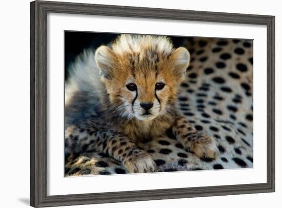 Close-Up of Cheetah (Acinonyx Jubatus) Cub, Ndutu, Ngorongoro Conservation Area, Tanzania--Framed Photographic Print