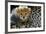 Close-Up of Cheetah (Acinonyx Jubatus) Cub, Ndutu, Ngorongoro Conservation Area, Tanzania-null-Framed Photographic Print