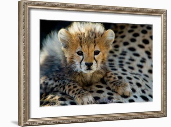 Close-Up of Cheetah (Acinonyx Jubatus) Cub, Ndutu, Ngorongoro Conservation Area, Tanzania-null-Framed Photographic Print