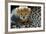 Close-Up of Cheetah (Acinonyx Jubatus) Cub, Ndutu, Ngorongoro Conservation Area, Tanzania-null-Framed Photographic Print