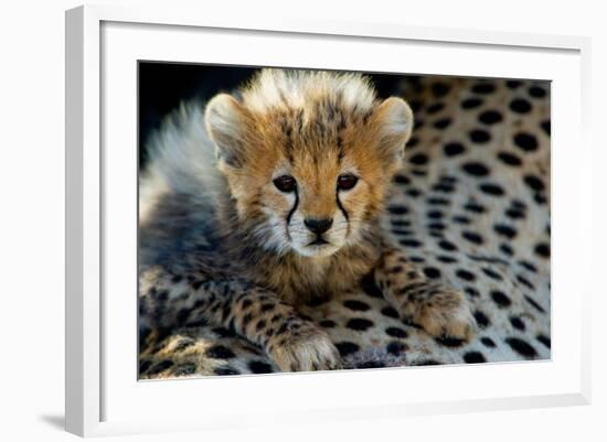 Close-Up of Cheetah (Acinonyx Jubatus) Cub, Ndutu, Ngorongoro Conservation Area, Tanzania-null-Framed Photographic Print