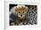 Close-Up of Cheetah (Acinonyx Jubatus) Cub, Ndutu, Ngorongoro Conservation Area, Tanzania-null-Framed Photographic Print