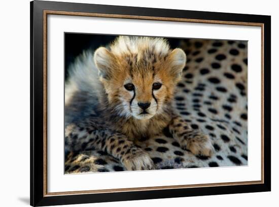 Close-Up of Cheetah (Acinonyx Jubatus) Cub, Ndutu, Ngorongoro Conservation Area, Tanzania-null-Framed Photographic Print