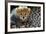 Close-Up of Cheetah (Acinonyx Jubatus) Cub, Ndutu, Ngorongoro Conservation Area, Tanzania-null-Framed Photographic Print