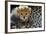 Close-Up of Cheetah (Acinonyx Jubatus) Cub, Ndutu, Ngorongoro Conservation Area, Tanzania-null-Framed Photographic Print