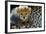 Close-Up of Cheetah (Acinonyx Jubatus) Cub, Ndutu, Ngorongoro Conservation Area, Tanzania-null-Framed Photographic Print