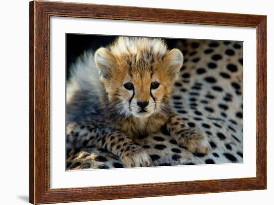 Close-Up of Cheetah (Acinonyx Jubatus) Cub, Ndutu, Ngorongoro Conservation Area, Tanzania-null-Framed Photographic Print