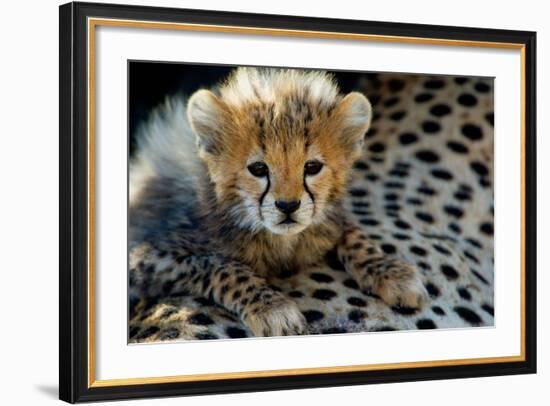 Close-Up of Cheetah (Acinonyx Jubatus) Cub, Ndutu, Ngorongoro Conservation Area, Tanzania-null-Framed Photographic Print