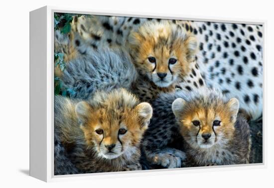 Close-Up of Cheetah (Acinonyx Jubatus) Cubs, Ndutu, Ngorongoro Conservation Area, Tanzania-null-Framed Stretched Canvas