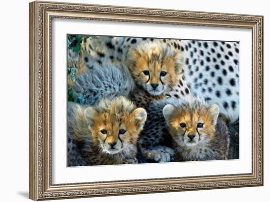 Close-Up of Cheetah (Acinonyx Jubatus) Cubs, Ndutu, Ngorongoro Conservation Area, Tanzania-null-Framed Photographic Print