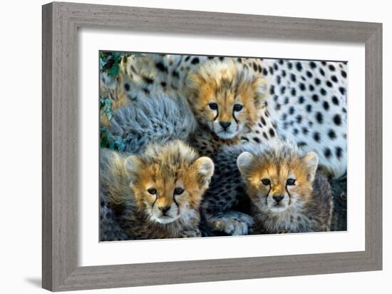 Close-Up of Cheetah (Acinonyx Jubatus) Cubs, Ndutu, Ngorongoro Conservation Area, Tanzania-null-Framed Photographic Print