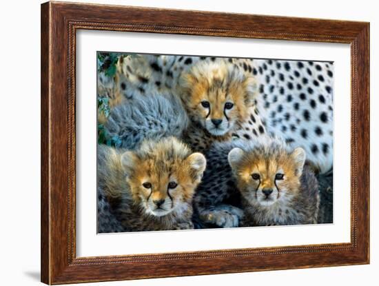 Close-Up of Cheetah (Acinonyx Jubatus) Cubs, Ndutu, Ngorongoro Conservation Area, Tanzania-null-Framed Photographic Print