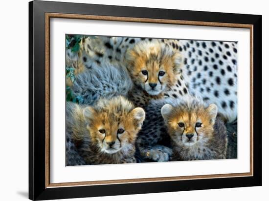 Close-Up of Cheetah (Acinonyx Jubatus) Cubs, Ndutu, Ngorongoro Conservation Area, Tanzania-null-Framed Photographic Print