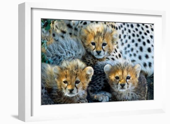 Close-Up of Cheetah (Acinonyx Jubatus) Cubs, Ndutu, Ngorongoro Conservation Area, Tanzania-null-Framed Photographic Print