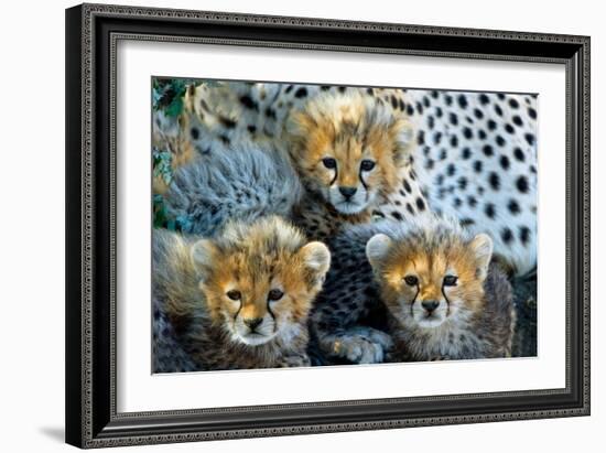 Close-Up of Cheetah (Acinonyx Jubatus) Cubs, Ndutu, Ngorongoro Conservation Area, Tanzania-null-Framed Photographic Print