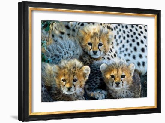 Close-Up of Cheetah (Acinonyx Jubatus) Cubs, Ndutu, Ngorongoro Conservation Area, Tanzania-null-Framed Photographic Print