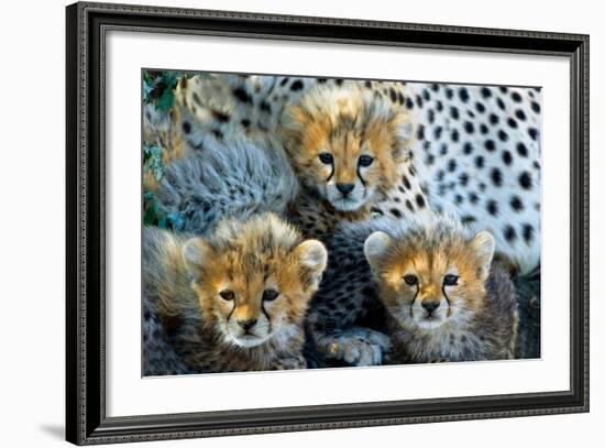 Close-Up of Cheetah (Acinonyx Jubatus) Cubs, Ndutu, Ngorongoro Conservation Area, Tanzania-null-Framed Photographic Print