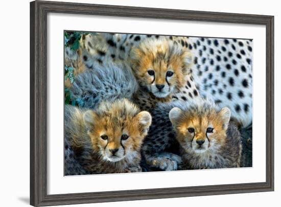 Close-Up of Cheetah (Acinonyx Jubatus) Cubs, Ndutu, Ngorongoro Conservation Area, Tanzania-null-Framed Photographic Print